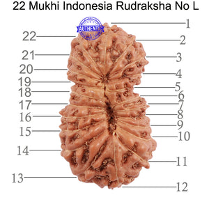 22 Mukhi Rudraksha from Indonesia - Bead No L