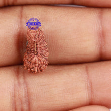 Load image into Gallery viewer, 22 Mukhi Rudraksha from Indonesia - Bead No R

