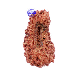 22 Mukhi Rudraksha from Indonesia - Bead No R