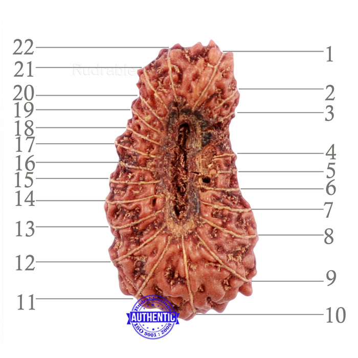 22 Mukhi Rudraksha from Indonesia - Bead No R