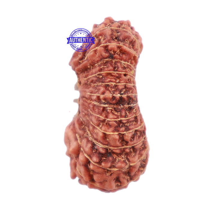 22 Mukhi Rudraksha from Indonesia - Bead No R