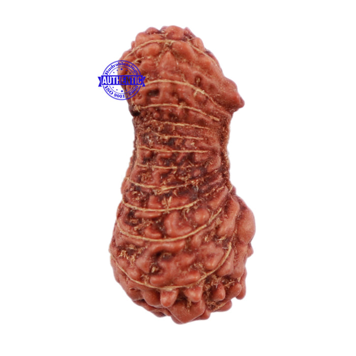 22 Mukhi Rudraksha from Indonesia - Bead No R