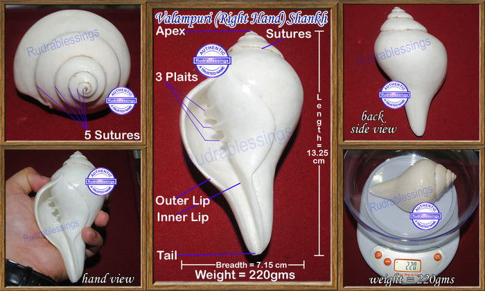 Valampuri Shankh - 220 gms