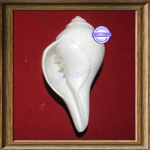 Valampuri Shankh - 220 gms