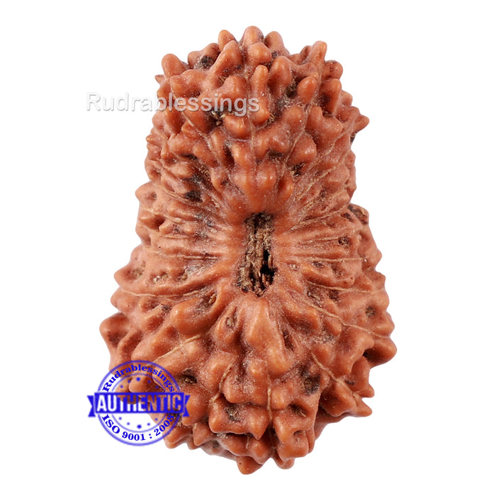 22 Mukhi Rudraksha from Indonesia - Bead No S