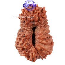 Load image into Gallery viewer, 22 Mukhi Rudraksha from Indonesia - Bead No S
