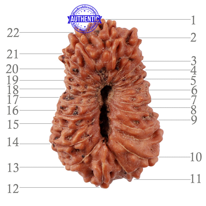 22 Mukhi Rudraksha from Indonesia - Bead No S