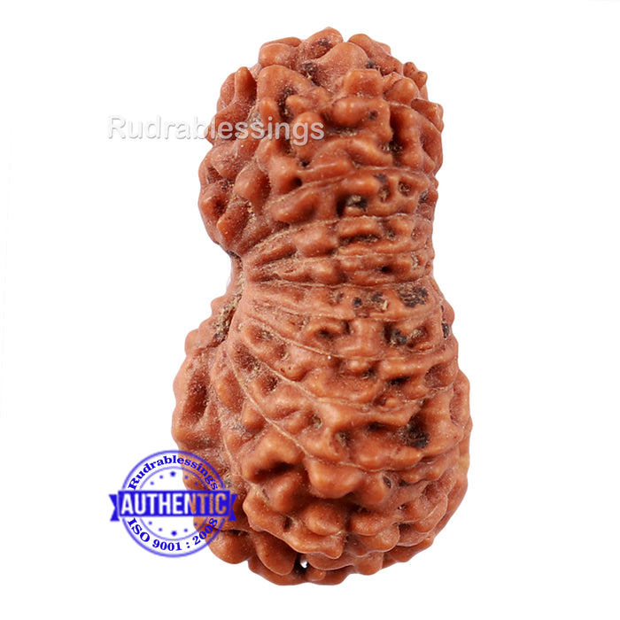22 Mukhi Rudraksha from Indonesia - Bead No S