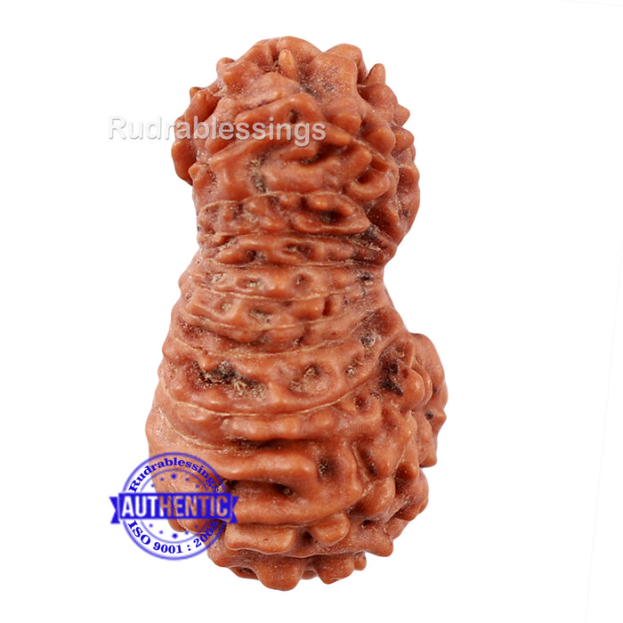 22 Mukhi Rudraksha from Indonesia - Bead No S