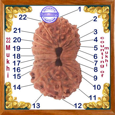 22 Mukhi Rudraksha from Indonesia