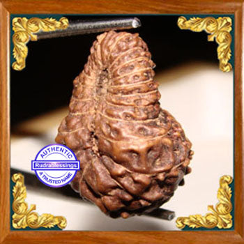 22 Mukhi Rudraksha from Indonesia