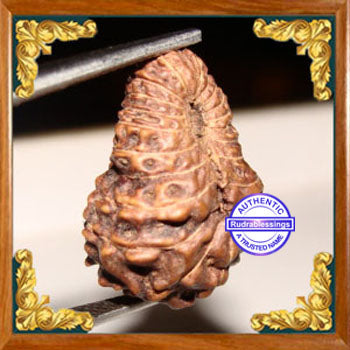 22 Mukhi Rudraksha from Indonesia