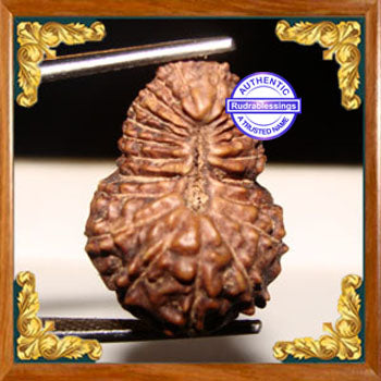 22 Mukhi Rudraksha from Indonesia