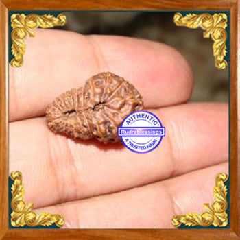 22 Mukhi Rudraksha from Indonesia
