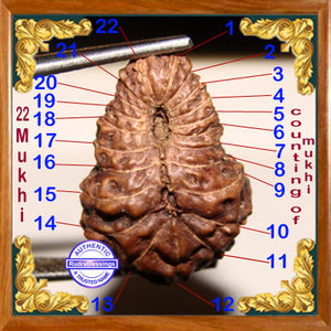 22 Mukhi Rudraksha from Indonesia