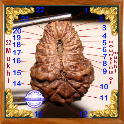 22 Mukhi Rudraksha from Indonesia