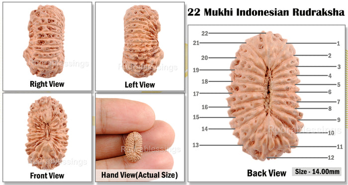 22 Mukhi Rudraksha from Indonesia