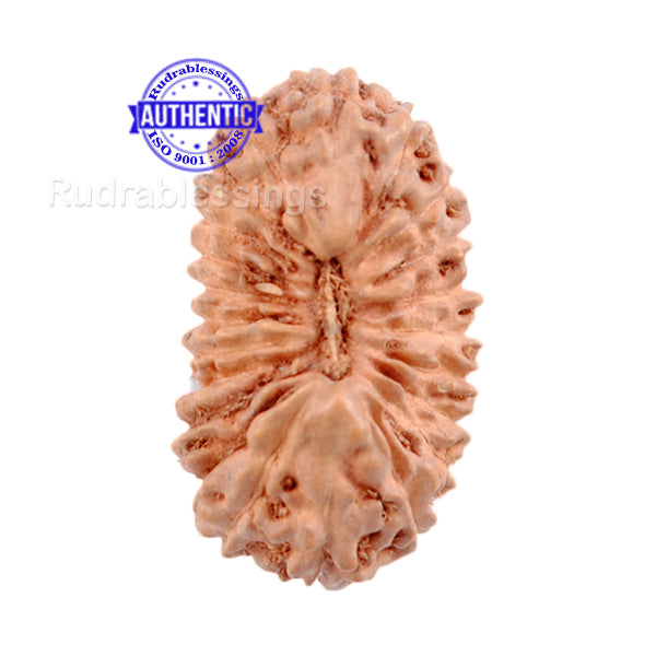 22 Mukhi Rudraksha from Indonesia