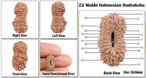 22 Mukhi Rudraksha from Indonesia
