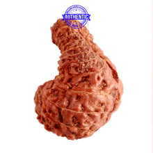 Load image into Gallery viewer, 24 Mukhi Rudraksha from Indonesia - Bead No. Q
