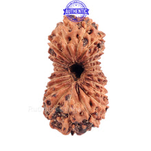 Load image into Gallery viewer, 22 Mukhi Rudraksha from Indonesia
