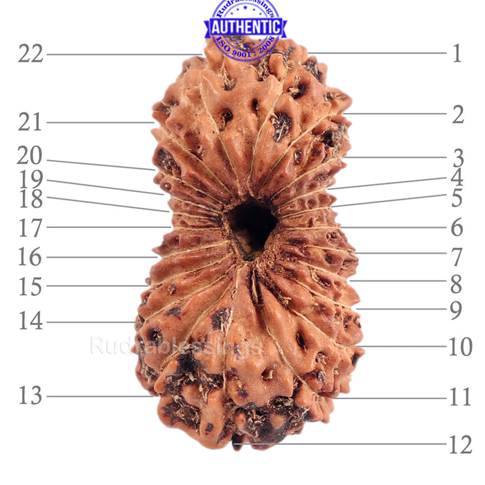 22 Mukhi Rudraksha from Indonesia