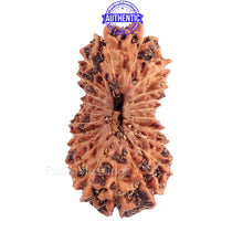 Load image into Gallery viewer, 22 Mukhi Rudraksha from Indonesia
