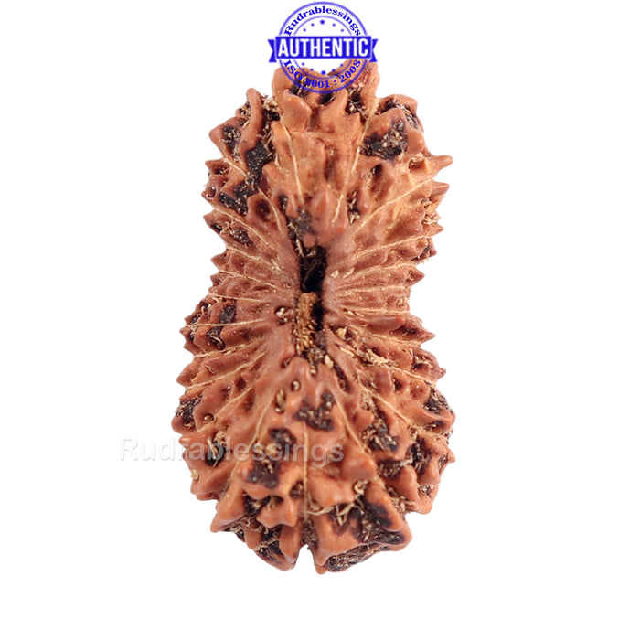 22 Mukhi Rudraksha from Indonesia