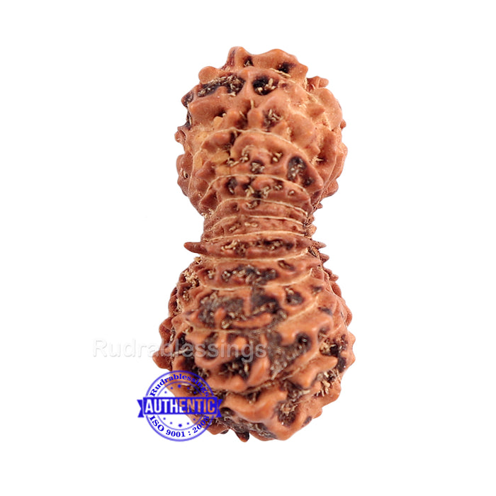22 Mukhi Rudraksha from Indonesia