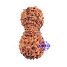 Load image into Gallery viewer, 22 Mukhi Rudraksha from Indonesia
