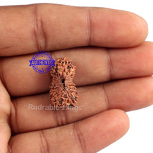 Load image into Gallery viewer, 22 Mukhi Rudraksha from Indonesia
