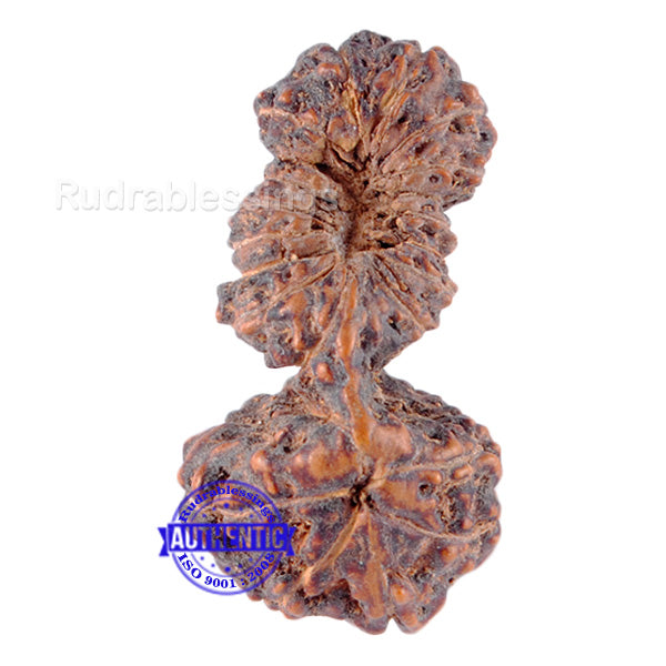 22 Mukhi Gaurishankar Rudraksha from Indonesia