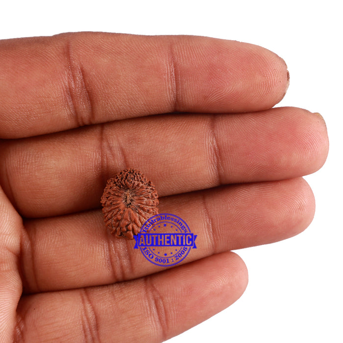 22 Mukhi Rudraksha from Indonesia - Bead No T