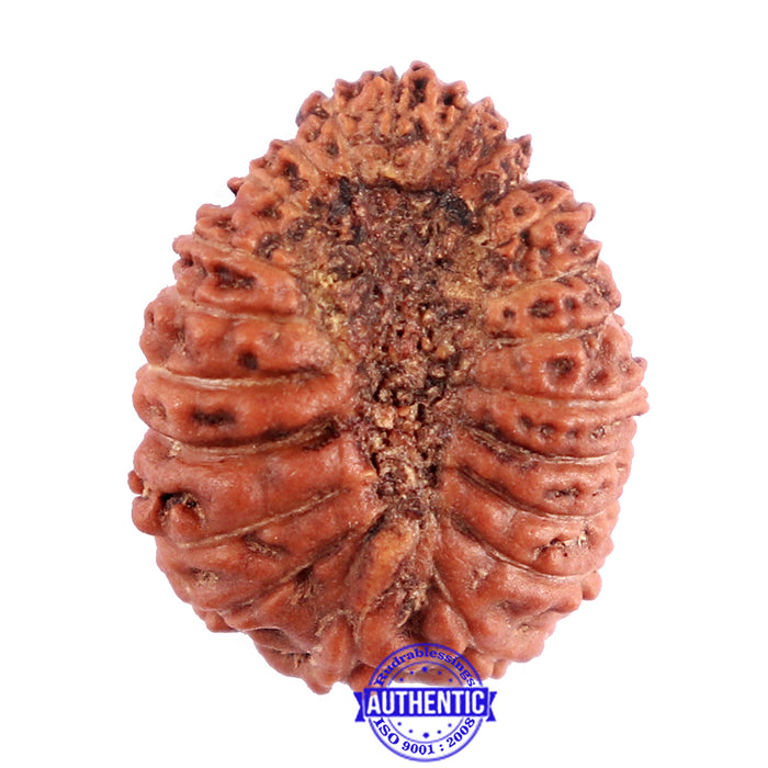 22 Mukhi Rudraksha from Indonesia - Bead No T
