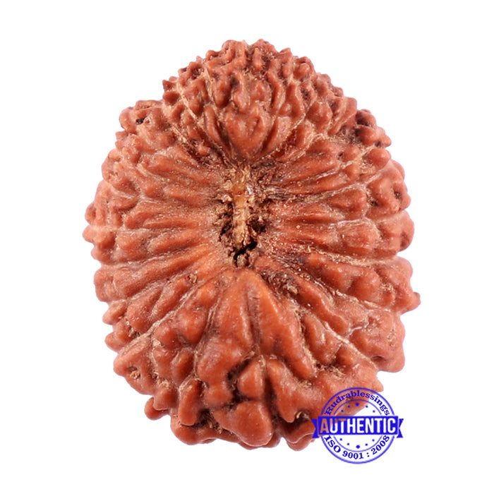 22 Mukhi Rudraksha from Indonesia - Bead No T