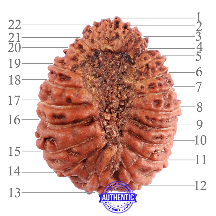 22 Mukhi Rudraksha from Indonesia - Bead No T