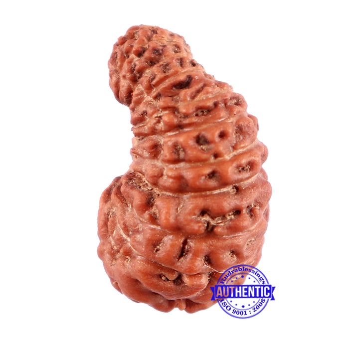 22 Mukhi Rudraksha from Indonesia - Bead No T