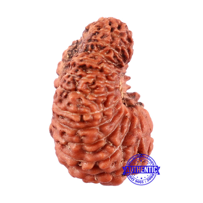 22 Mukhi Rudraksha from Indonesia - Bead No T