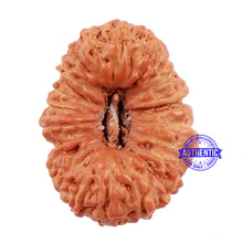 Load image into Gallery viewer, 22 Mukhi Rudraksha from Indonesia - Bead No M
