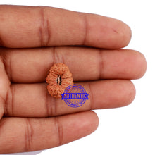 Load image into Gallery viewer, 22 Mukhi Rudraksha from Indonesia - Bead No M

