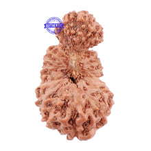 Load image into Gallery viewer, 23 Mukhi Rudraksha from Indonesia - Bead No. L
