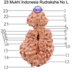 23 Mukhi Rudraksha from Indonesia - Bead No. L