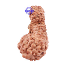 Load image into Gallery viewer, 23 Mukhi Rudraksha from Indonesia - Bead No. L
