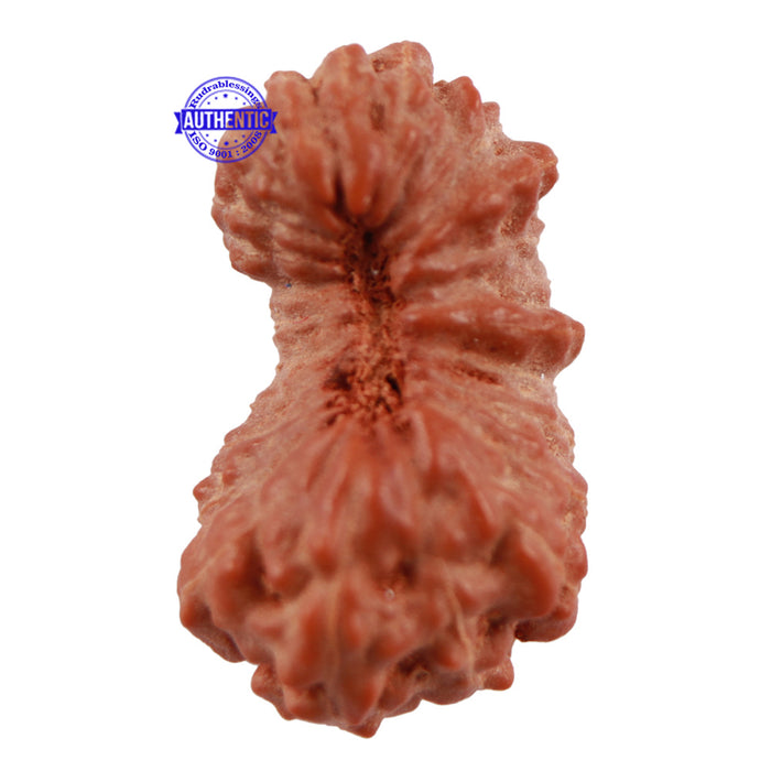 23 Mukhi Rudraksha from Indonesia - Bead No. S