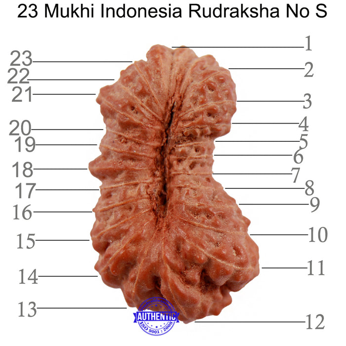 23 Mukhi Rudraksha from Indonesia - Bead No. S