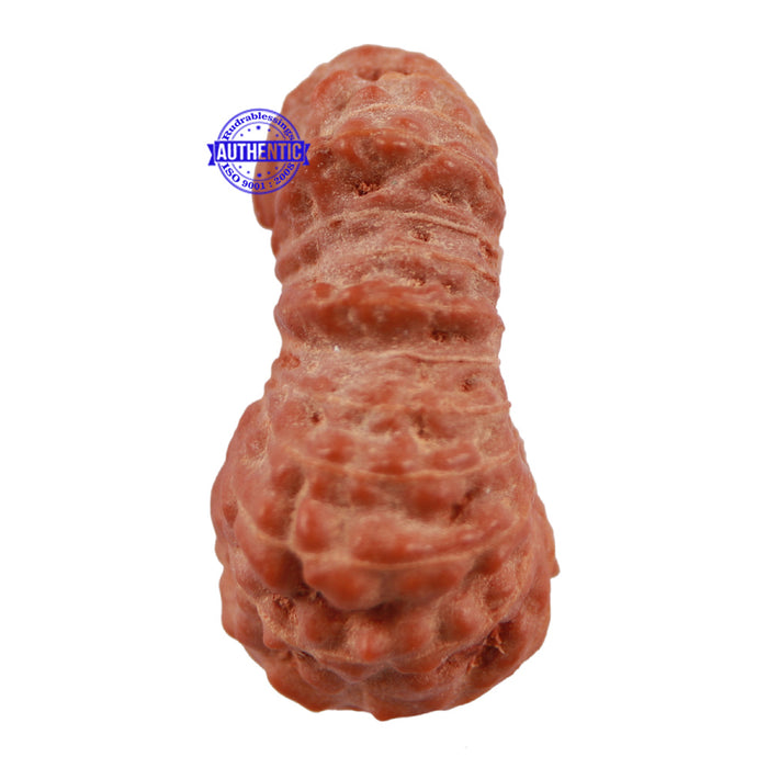 23 Mukhi Rudraksha from Indonesia - Bead No. S