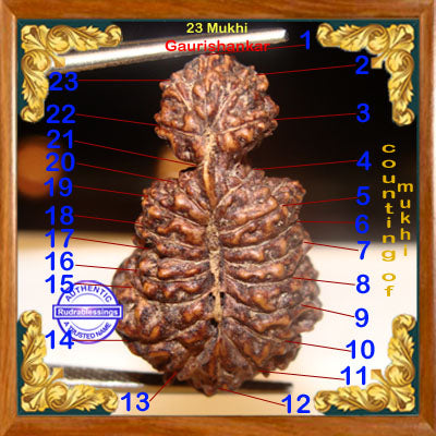 23 Mukhi Gaurishankar Rudraksha from Indonesia