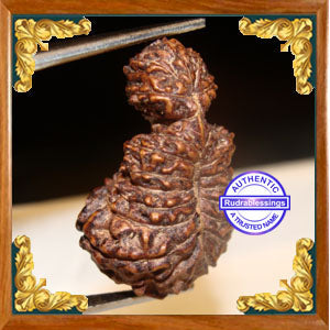 23 Mukhi Gaurishankar Rudraksha from Indonesia