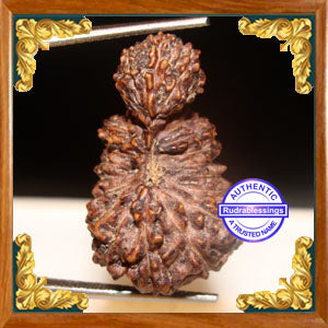 23 Mukhi Gaurishankar Rudraksha from Indonesia