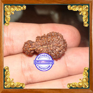 23 Mukhi Gaurishankar Rudraksha from Indonesia